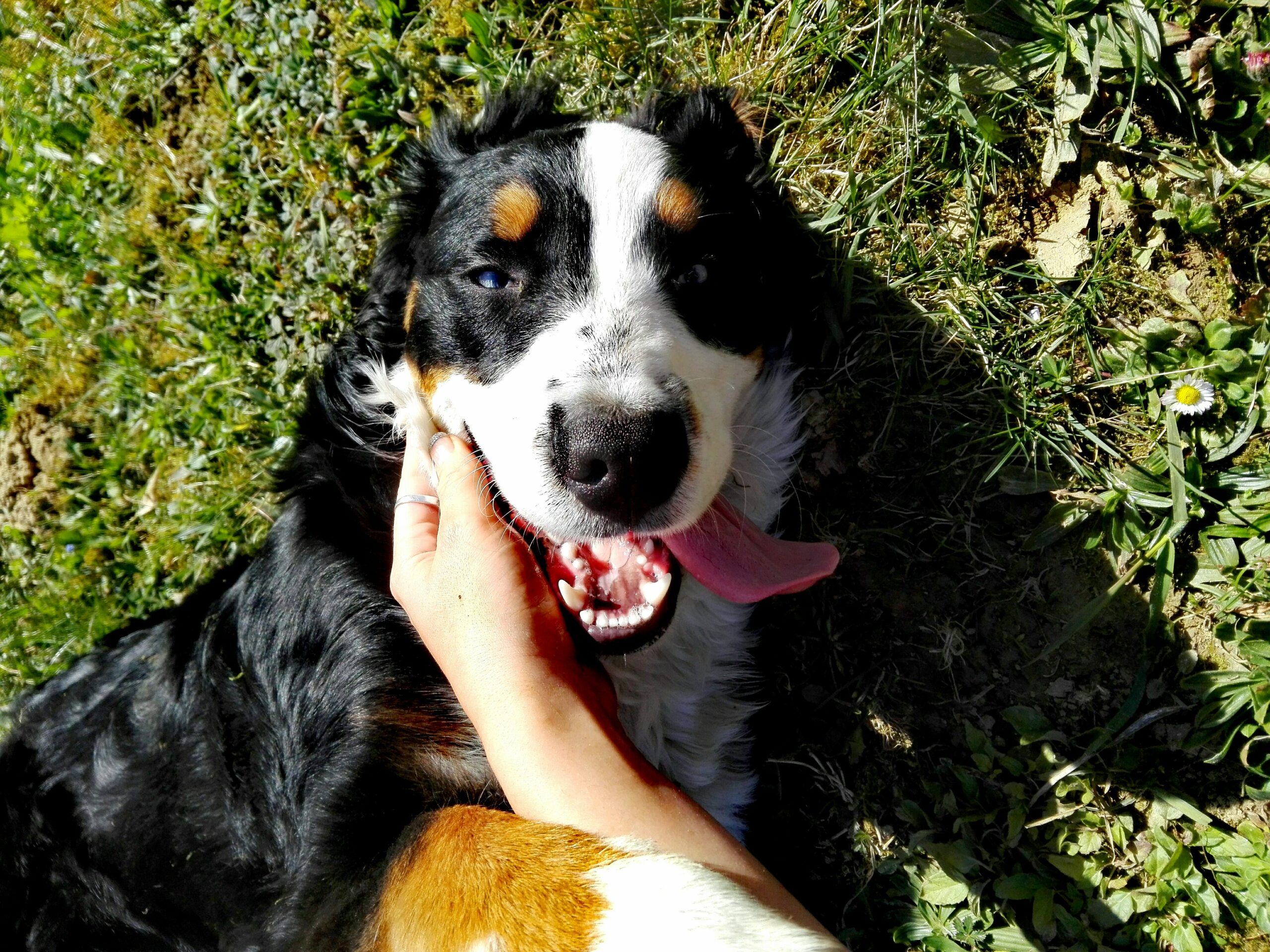 Wenn es sich beim Anknabbern um vorsichtige Liebesbisse handelt, zeigt dir dein Hund nur seine Zuneigung (Foto: Doloresz Dombi / Unsplash).