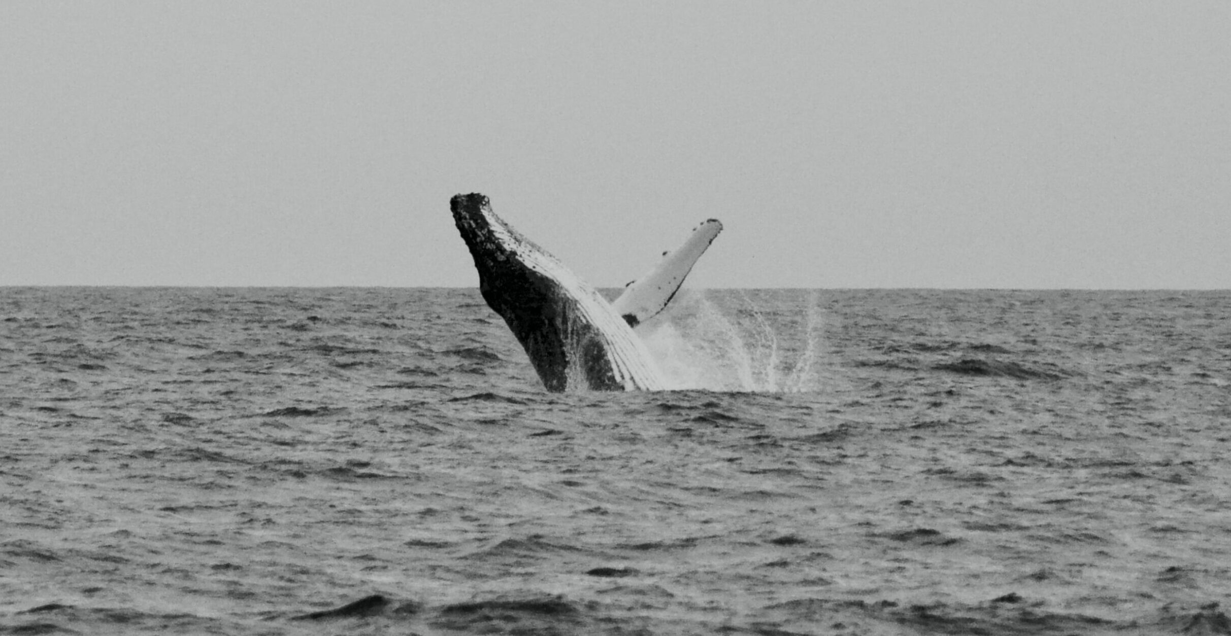 black and white whale on sea during daytime
