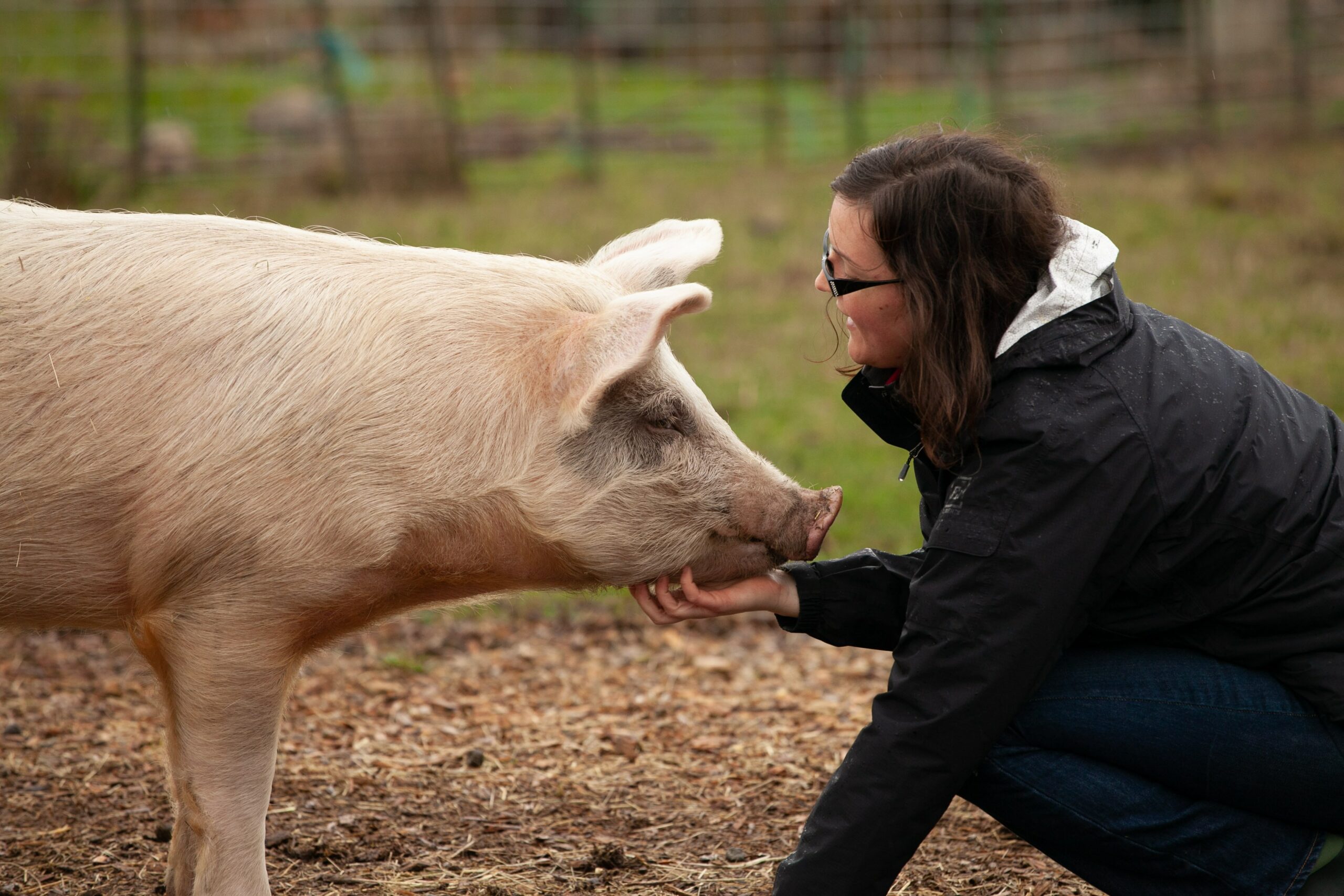 Piggie says hello to a visitor at a farm animal sanctuary.
