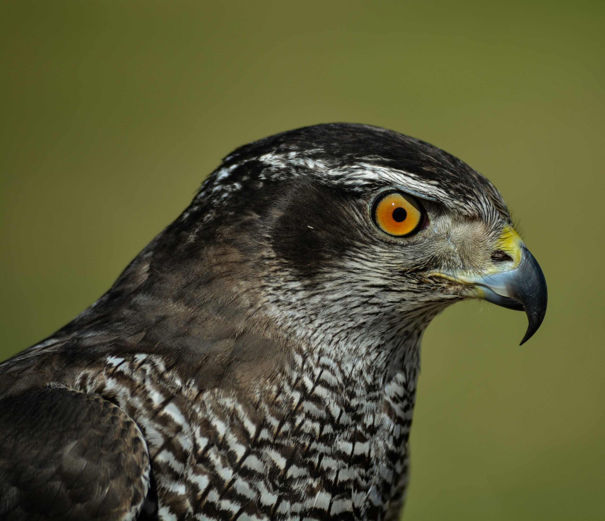 Der Falke ist ein unheimlich anmutiger Raubvogel (Foto: Brandon / Unsplash).