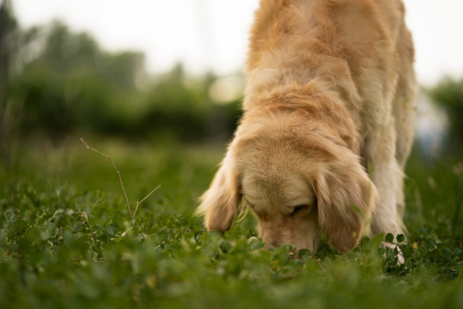 Hunde Schnffeln Im Schritt
