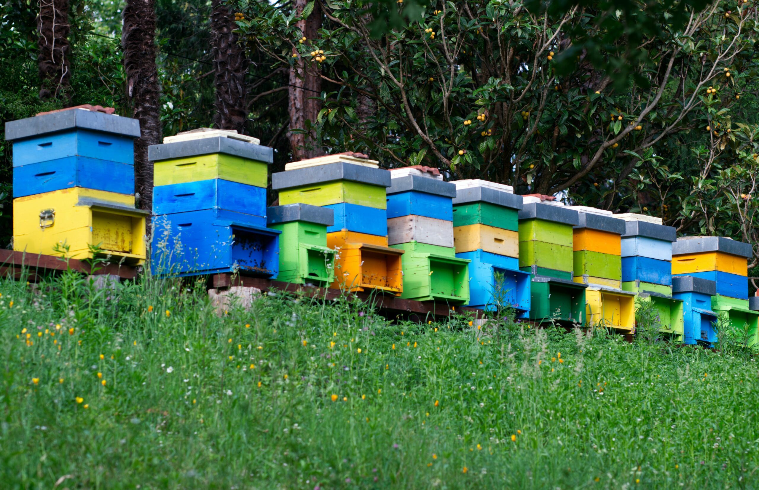 Um so viele Bienenvölker halten zu können, muss man schon einen großen Garten sein Eigen nennen (Foto: iridial/Unsplash).