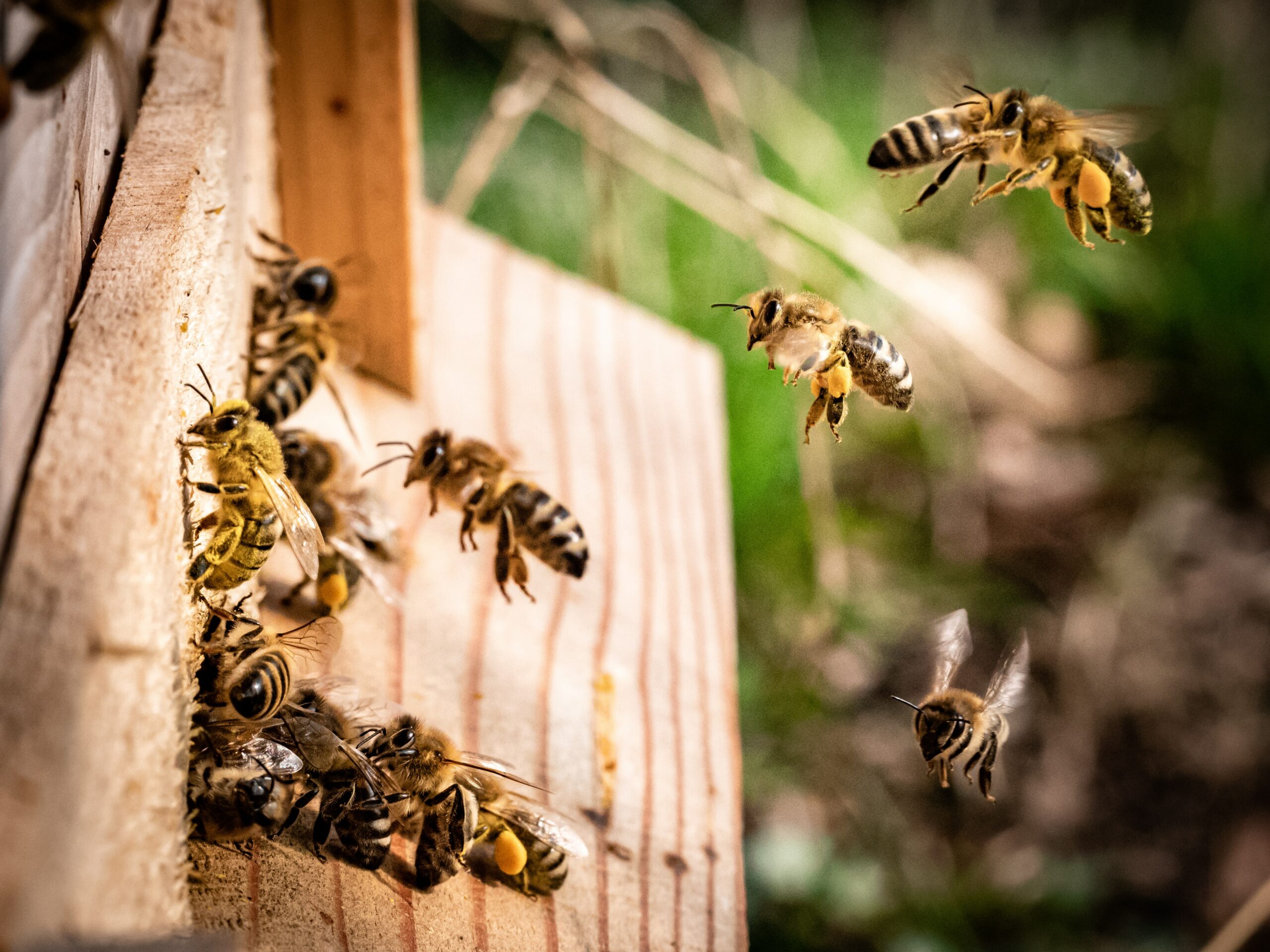 Honigbienen fliegen in den Bienenstock (Foto: Kai Wenzel/Unsplash).