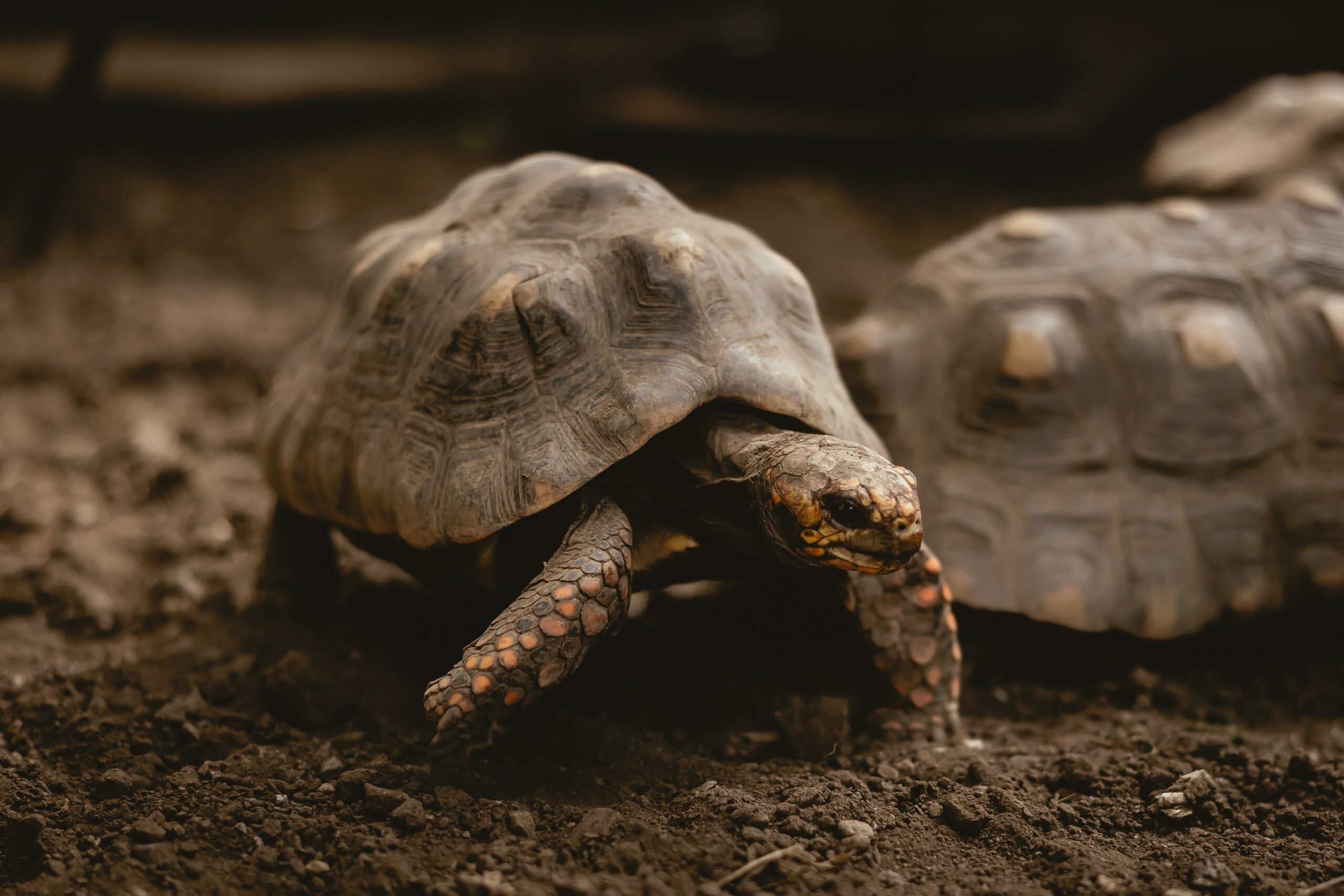 Eine starke Beziehung zu einer Schildkröte kann man sich eher nicht vorstellen, aber es ist möglich (Foto: Kevin Schmid/Unsplash).