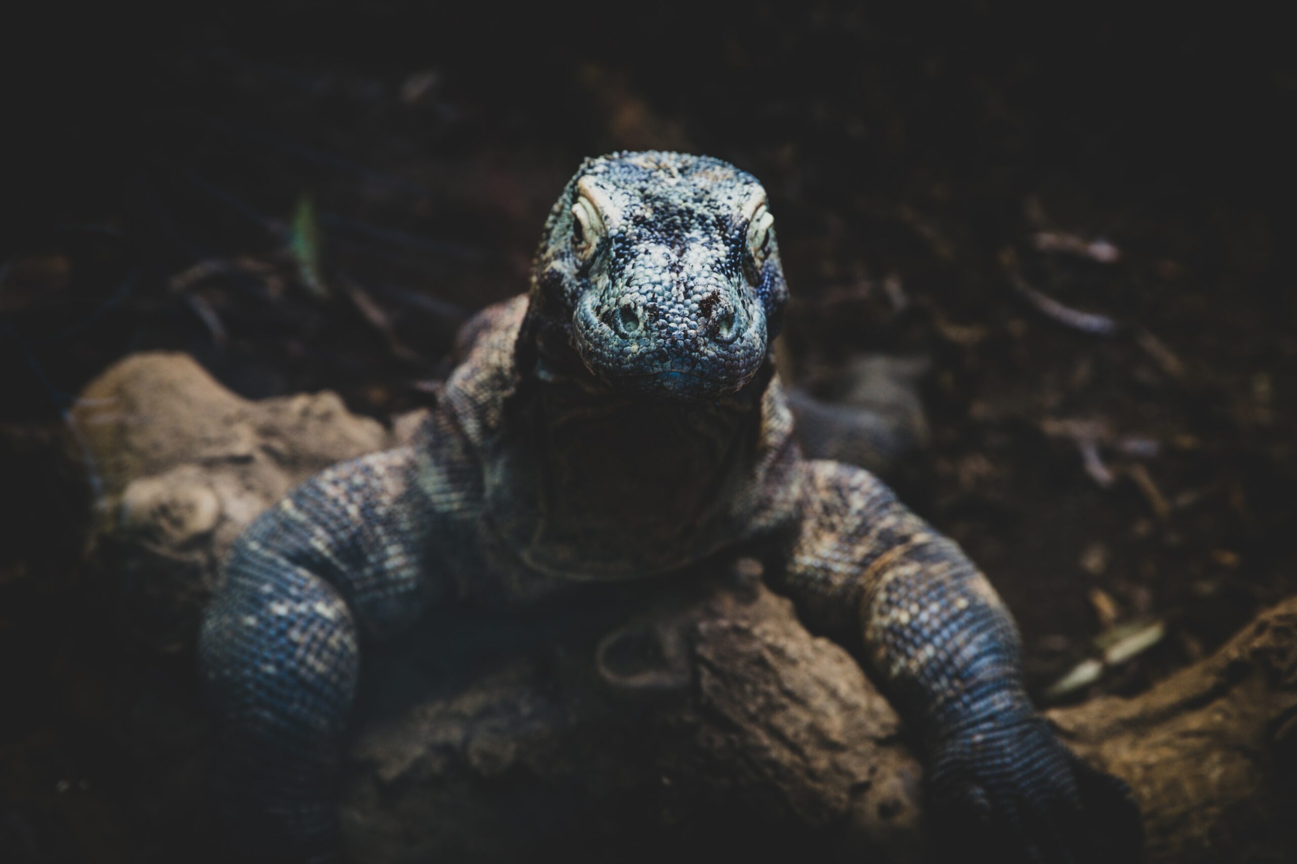 Komodowarane sind beeindruckende Reptilien, die im Englischen "Komodo Dragon" heißen (Foto: Max Letek/Unsplash).