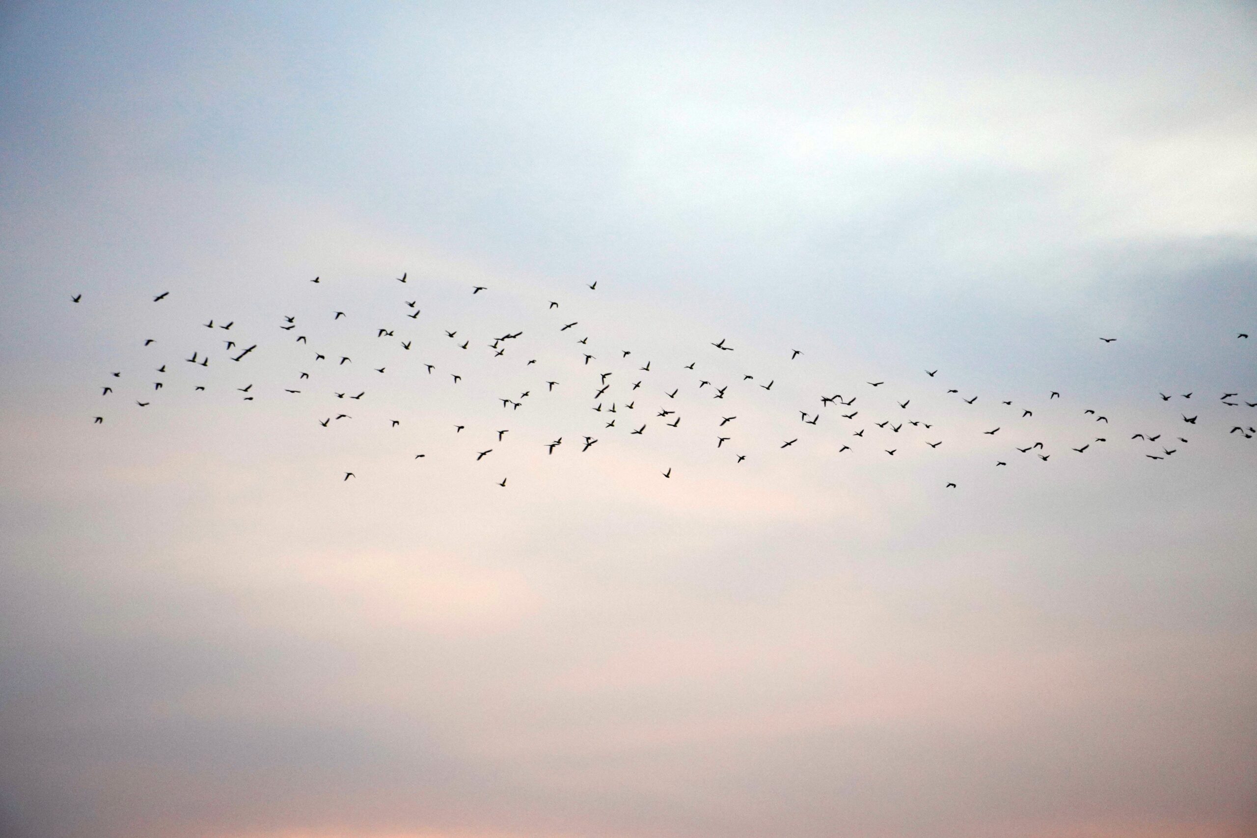 Zugvögel treten ihre langen Reisen immer gemeinsam an (Foto: Arvind Aditya/Pexels).