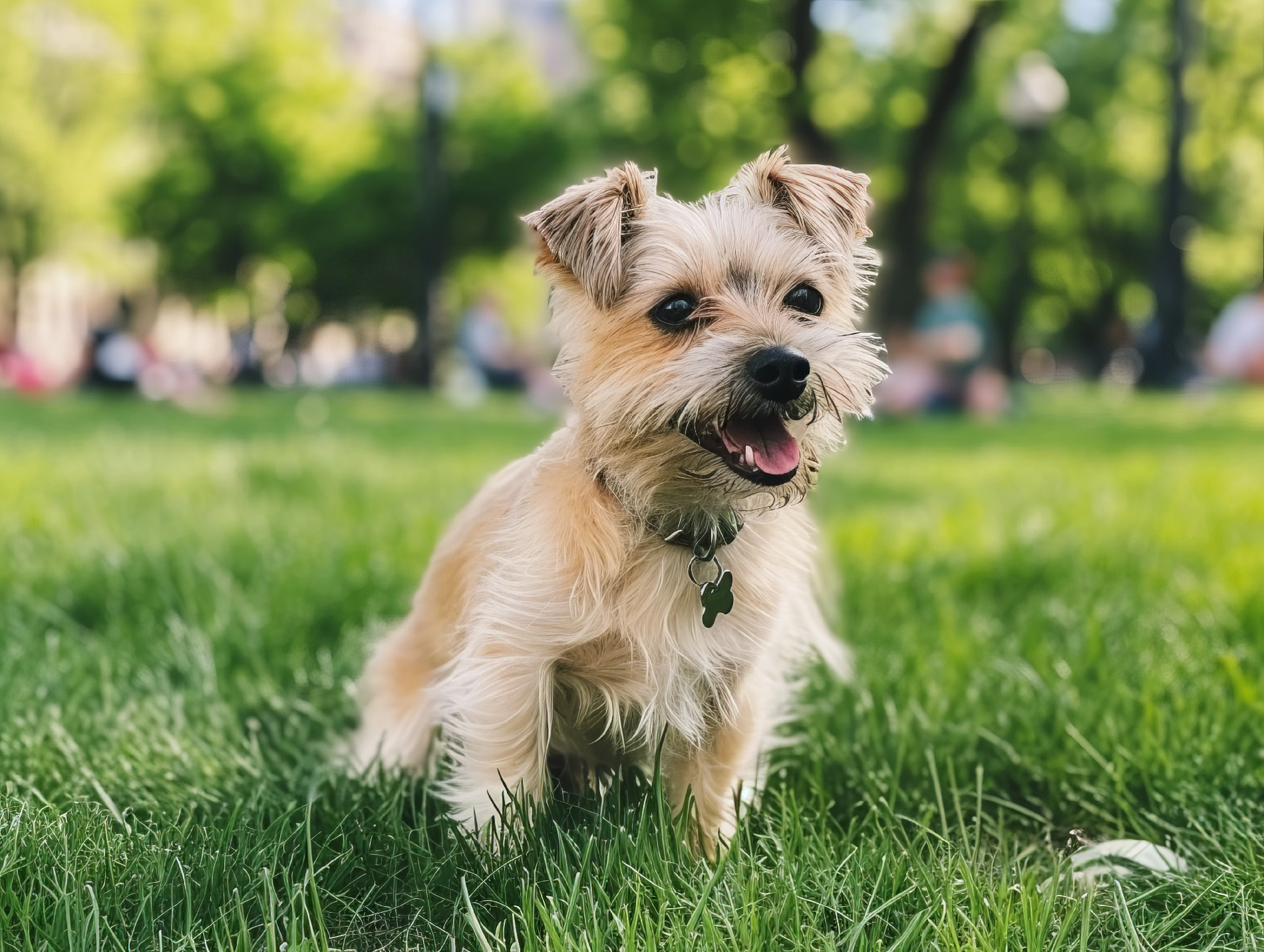 Kleine Mischlingshunde aus dem Tierheim sind oft eine der günstigsten Varianten, um sich einen Hund zu halten (Foto: Mid).