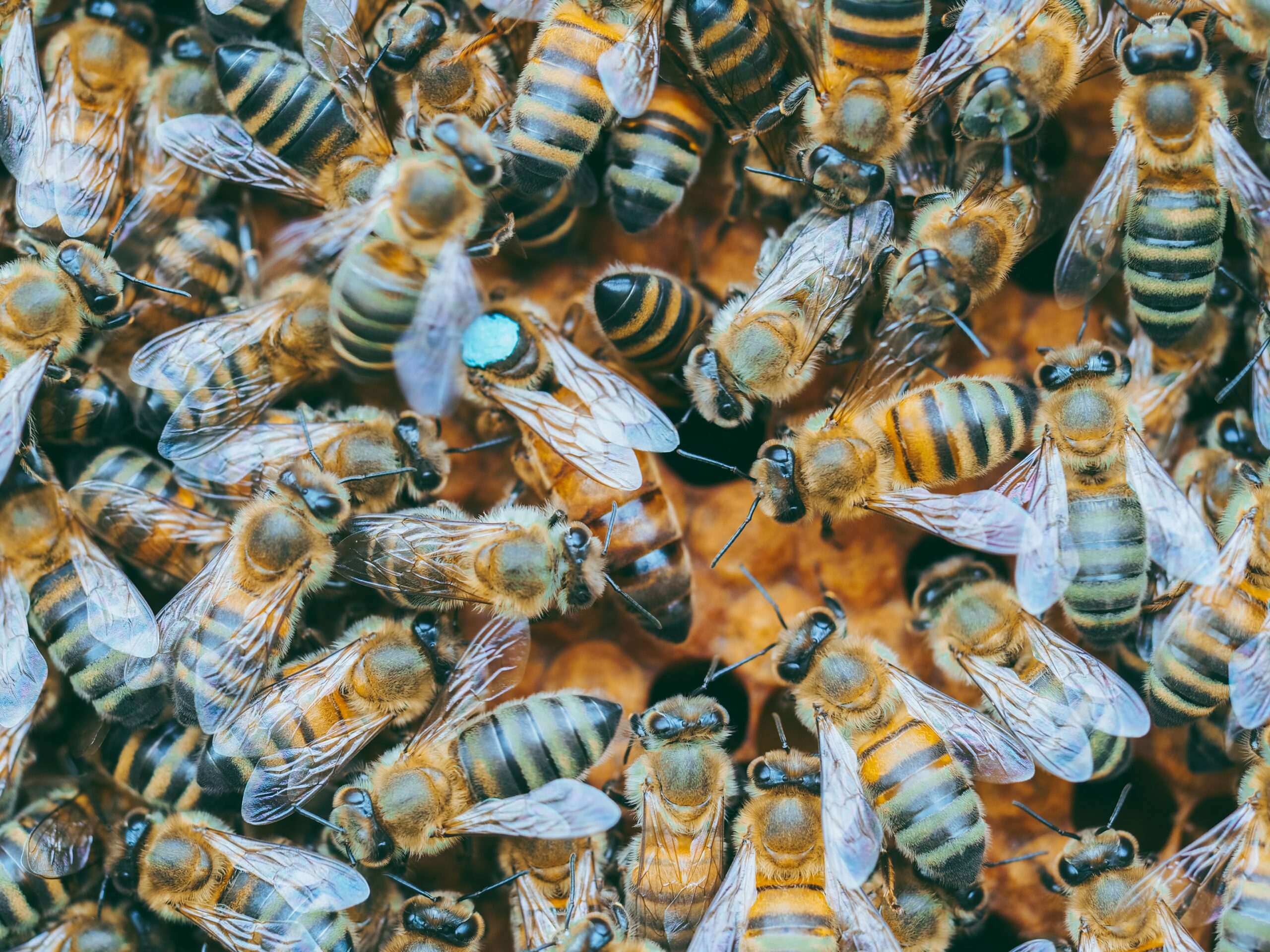 Auch auf diesem Foto ist die Bienenkönigin zu erkennen. Sie ist deutlich länger als die anderen Bienen (Foto: Ante Hamersmit/Unsplash).