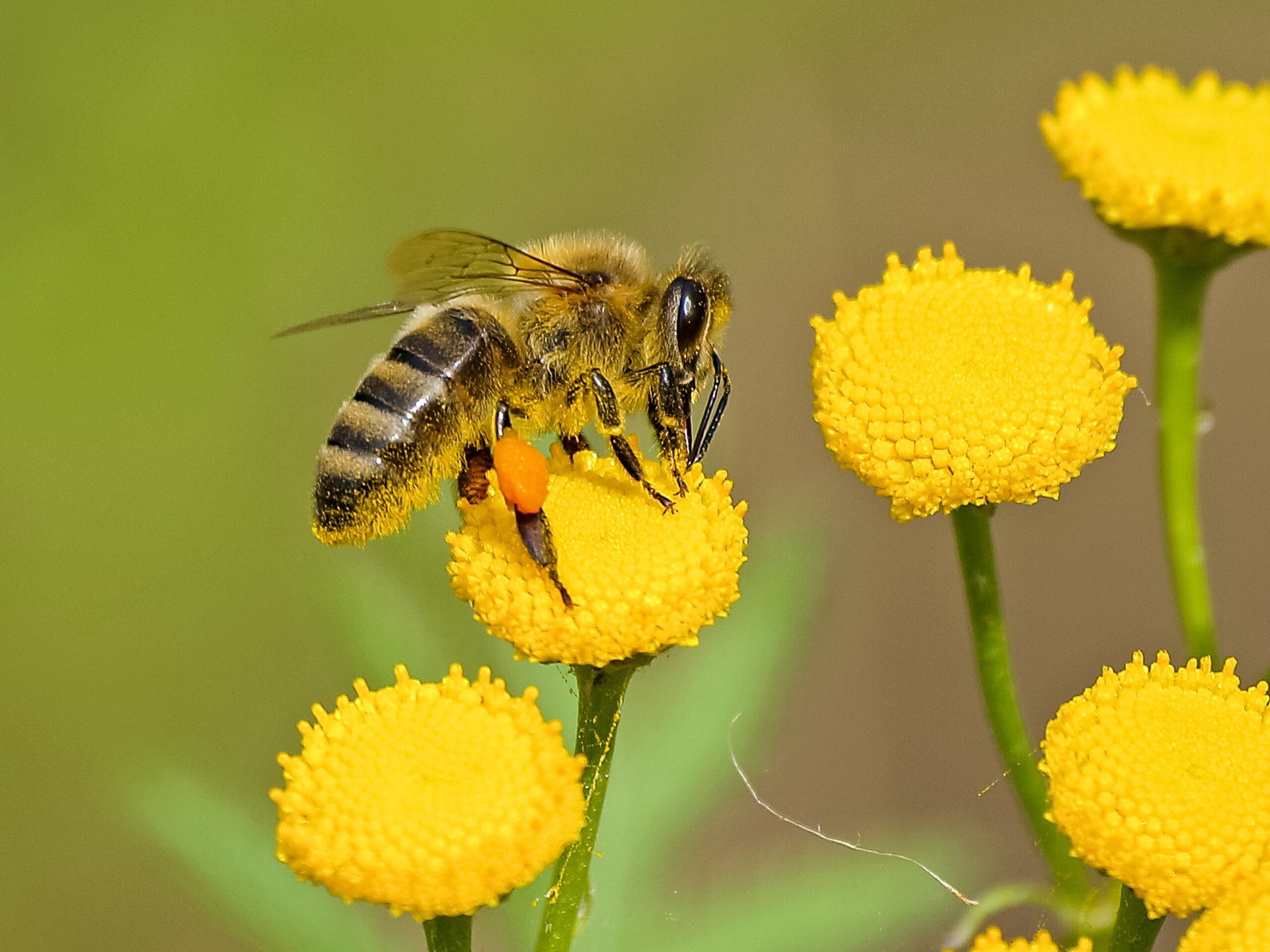 Eine Biene sammelt Nektar auf einer gelben Blüte (Foto: Pixabay/Pexels).