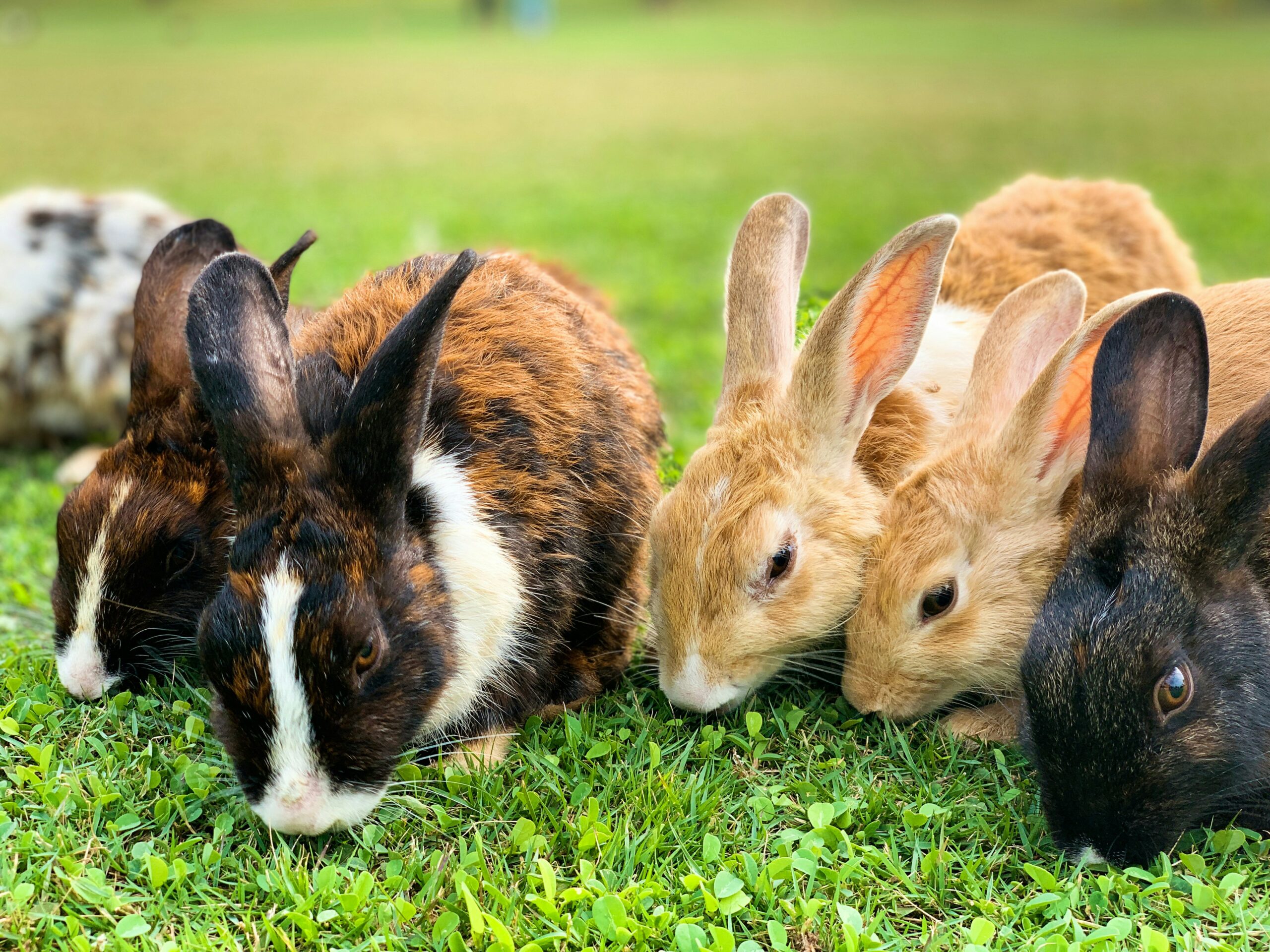 Kaninchen sollte man nie alleine halten, da sie dann durch die Einsamkeit verhaltsauffällig werden (Foto: Aswathy N/Unsplash).