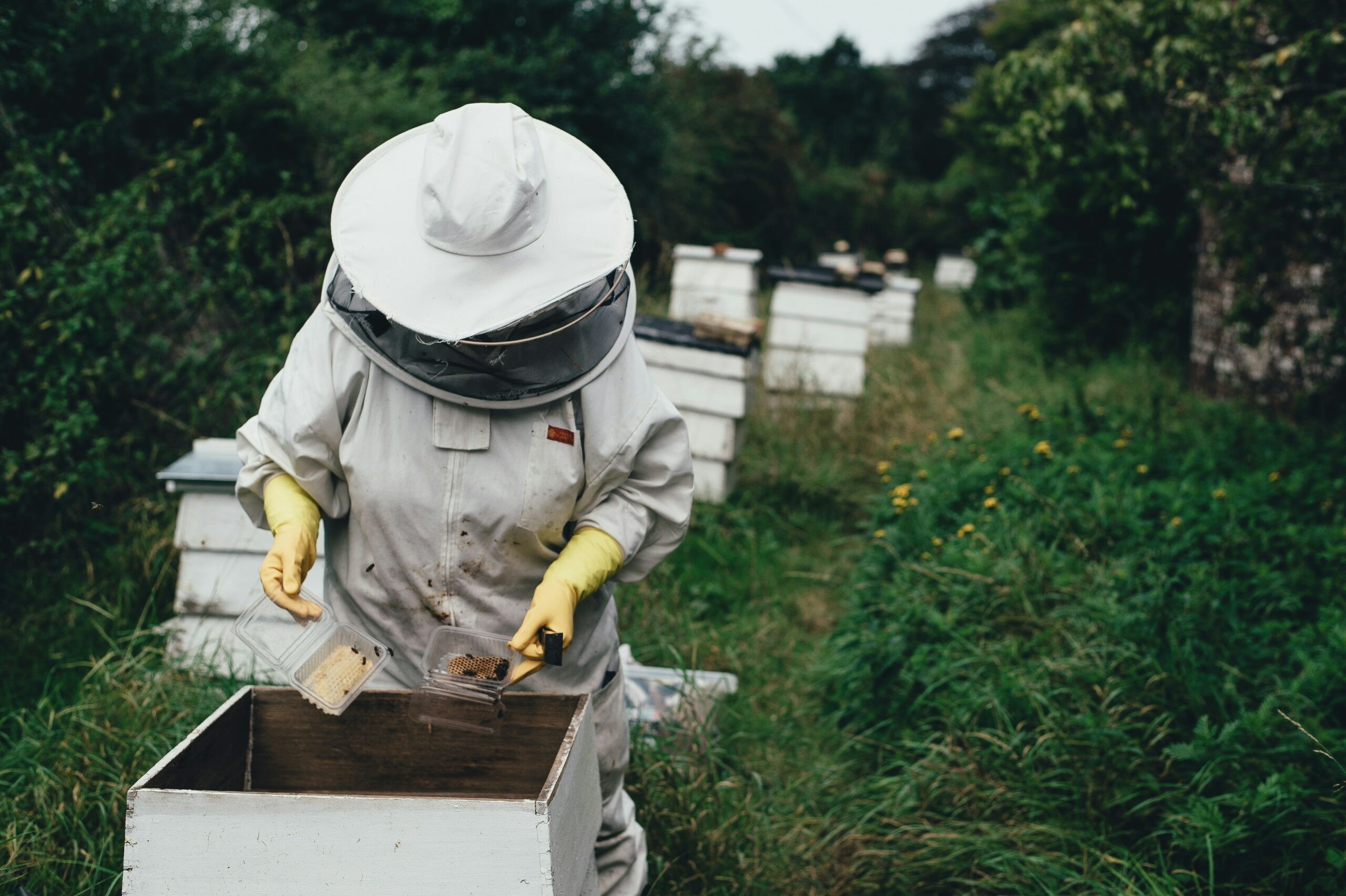 Natürlich helfen Imker auch den Bienen, aber sie fokussieren sich natürlich auf Honigbienen (Foto: Annie Spratt/Unsplash).