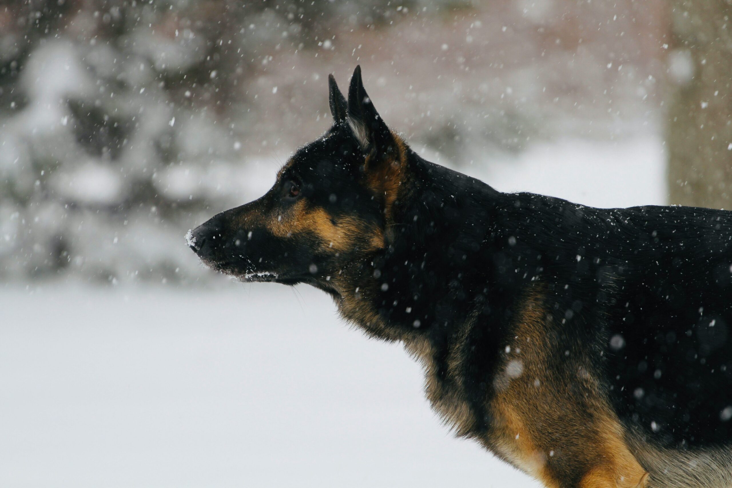 Deutscher Schäferhund im Schnee (Foto: Cian Leach/Unsplash).