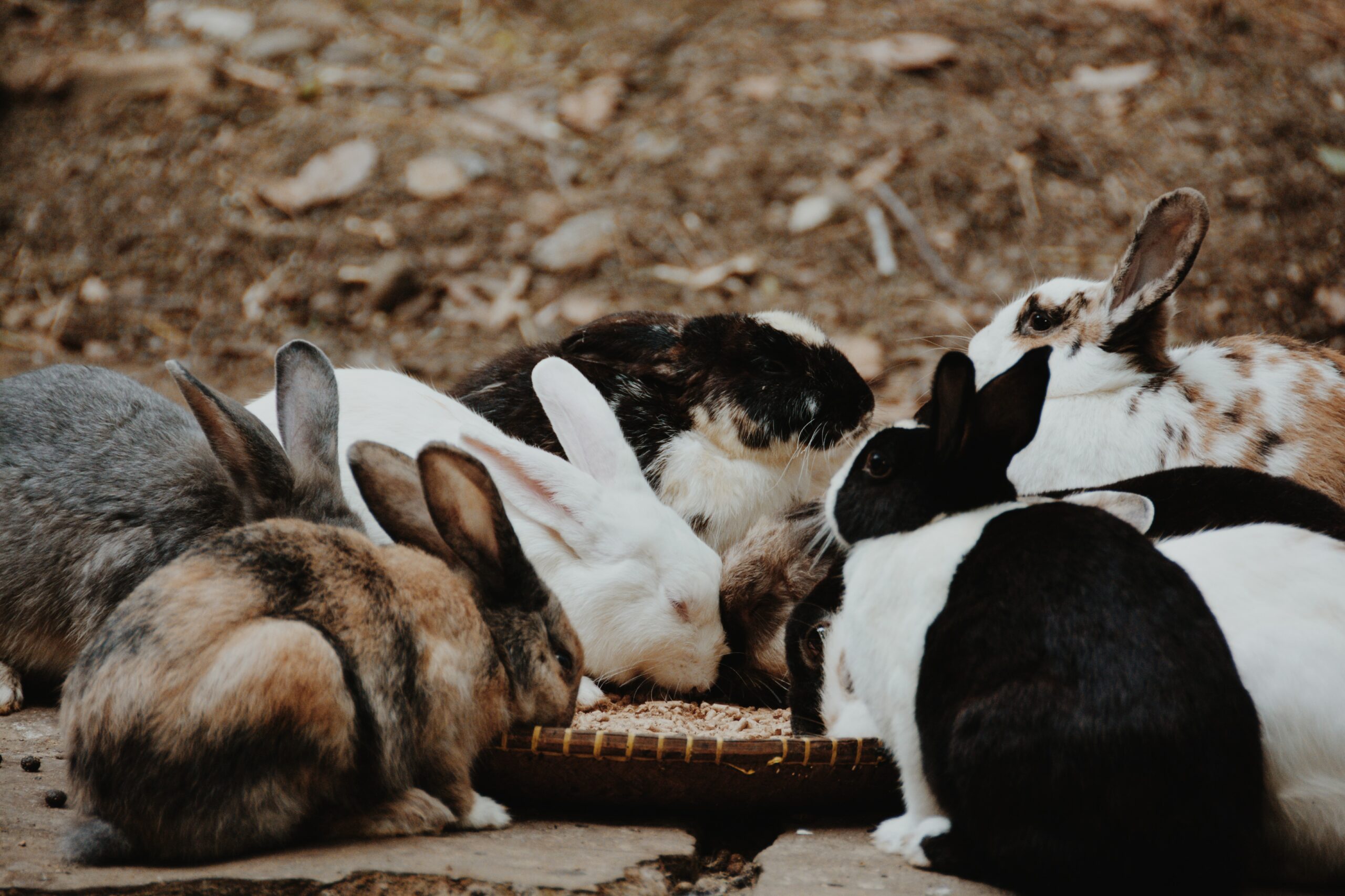 Eine Kaninchengruppe beim Frühstück (Foto: Mazaya Annaptashafa/Unsplash).