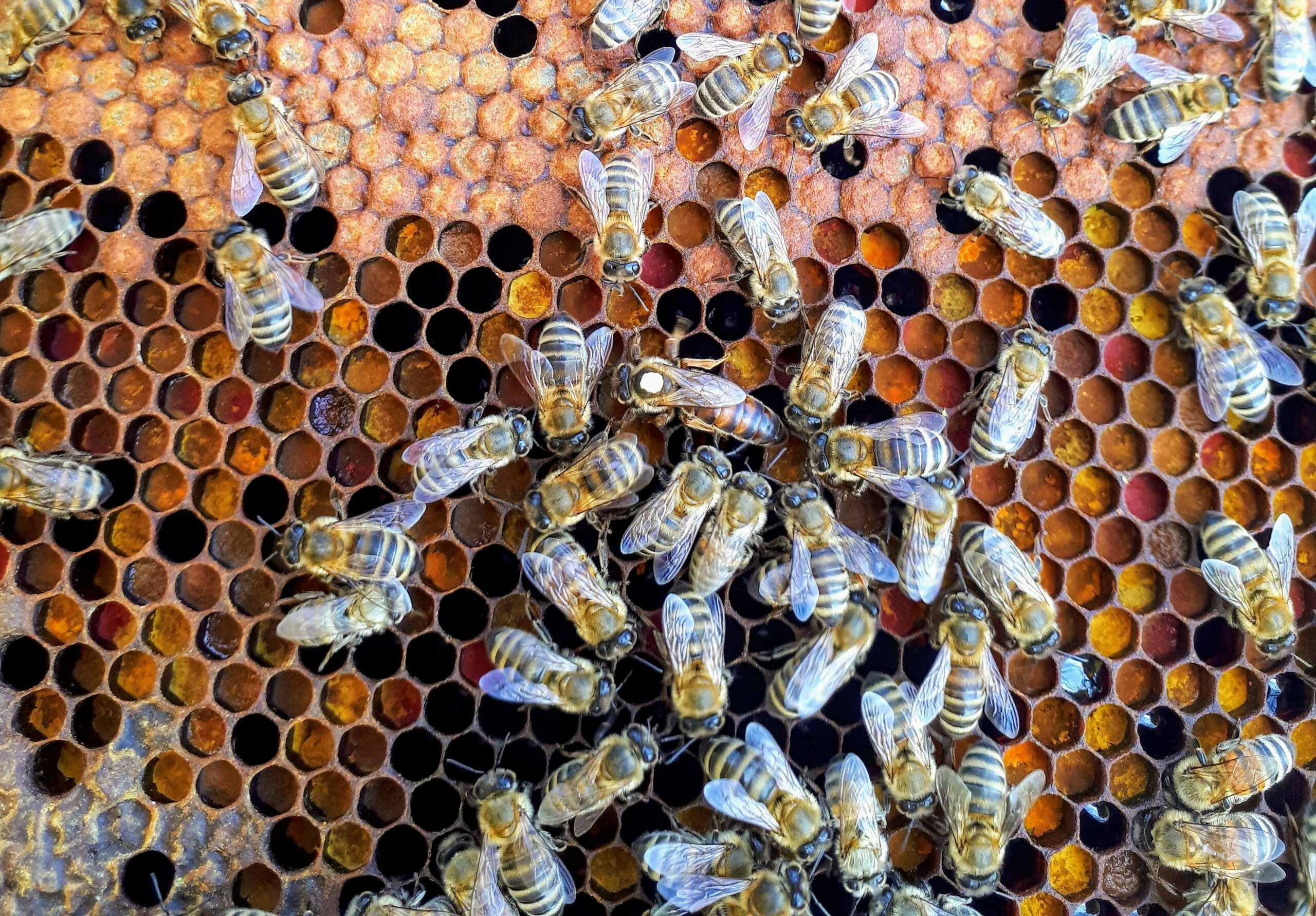 Die Biene in der Mitte mit der weißen Markierung auf dem Rücken ist die Bienenkönigin (Foto: Boba Jaglicic/Unsplash).
